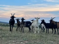 Mbuzi (kikundi, jinsia haijatajwa), Alpine goat — picha 1