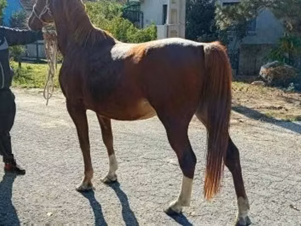 Caballo, Kisber felver
