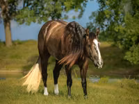 Caballo, Quarter Horse — foto 3