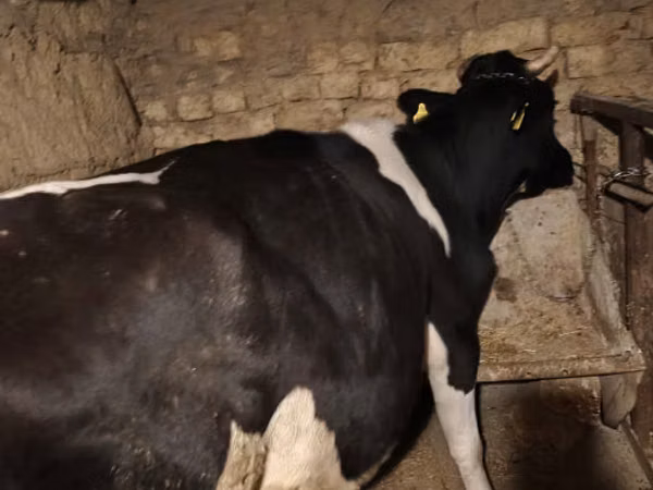 Kuh, Russian Black pied cattle