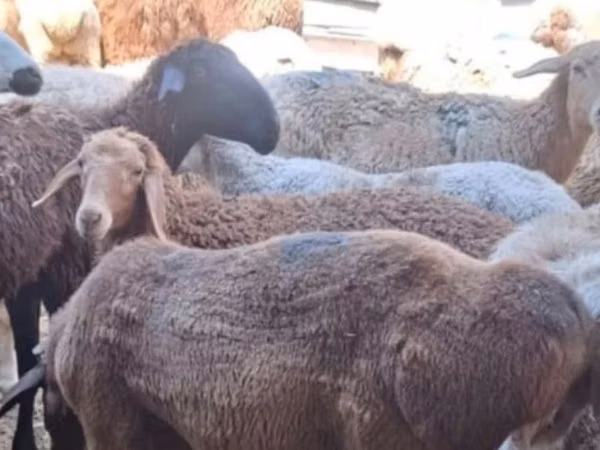 Kondoo (kikundi, jinsia haijatajwa), Kondoo