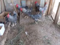 Chickens — Foto 8