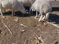 Carnero, Assaf sheep — foto 2