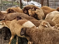 Ovejas (lote, sexo no especificado), Karabakh sheep — foto 4