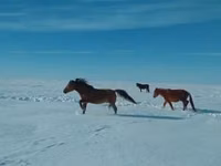 Caballo, Kushum Horse — foto 2