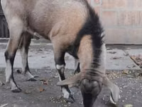 Mbuzi dume, Nubian Goat — picha 1