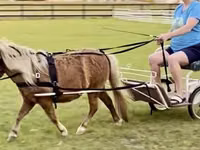Hengst, Miniature horse — Foto 7