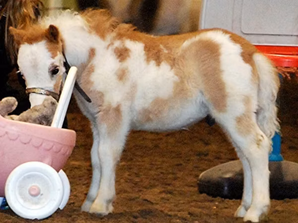 घोड़ा, Miniature horse