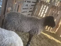 Ram, Tsigai sheep — photo 1