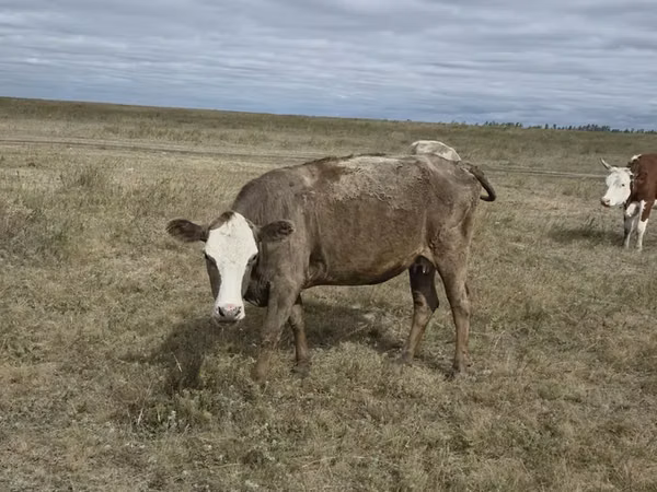 Ng'ombe jike, Ng'ombe wa Kazakh mwenye kichwa cheupe