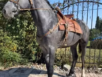 Farasi dume, Hanoverian — picha 1