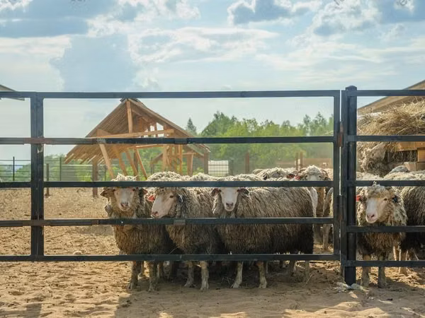 Carnero, Kuibyshev sheep