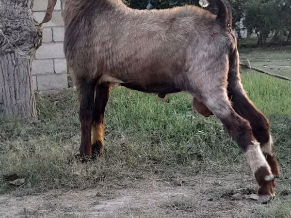 Козёл, Козлы