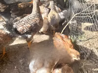Chickens — picha 2