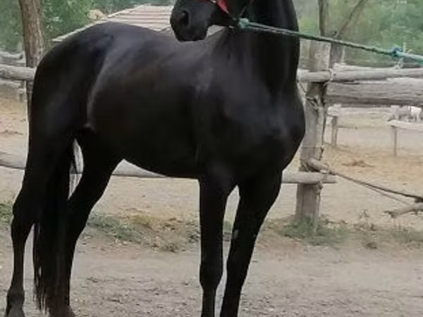 घोड़ी, Friesian