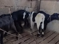 Mbuzi (kikundi, jinsia haijatajwa), Mbuzi — picha 6