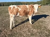 Kuh, French Simmental cattle — Foto 1