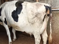 गाय, Russian Black pied cattle — फ़ोटो 2