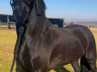 Caballo, Friesian — foto 2