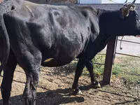 Vaca, Raza Holstein — foto 6