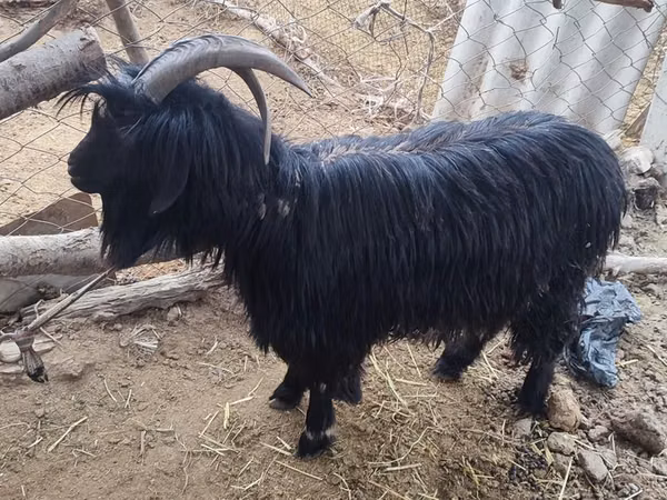 Goat, Dagestan coarsewool goat