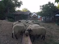 भेड़, Tsigai sheep — फ़ोटो 1