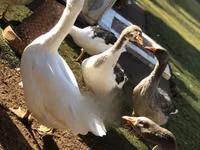 Geese — Foto 2