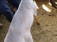 Widder, Kyrgyz Mountain merino sheep — Foto 8
