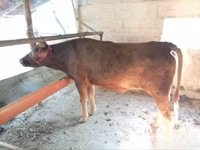 Ng'ombe jike, Red Estonian cattle — picha 2