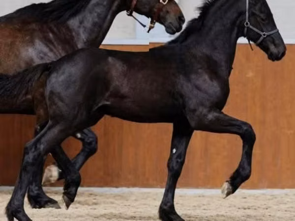 Caballo, Appaloosa
