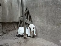 बकरा, Nubian Goat — फ़ोटो 5