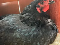 Australorp — Foto 4