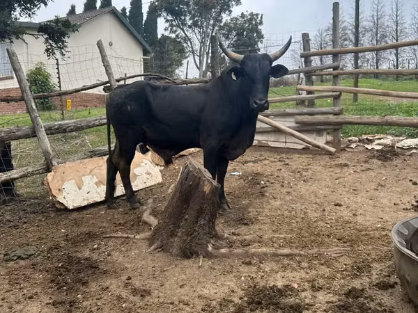 Bulle, Nguni cattle