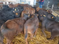公牛, Cattle — 照片 4