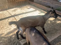Mbuzi jike, Czech Brown Shorthaired goats — picha 1