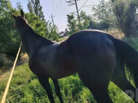 خيول (دفعة، الجنس غير محدد), Hanoverian — الصورة 1
