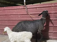 Sheep, Sheep — photo 1