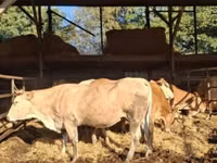Cow, Blonde d’Aquitane cattle — photo 1
