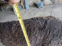 Widder, Arabi sheep — Foto 1
