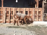 Dume la kondoo, Edilbay sheep — picha 5