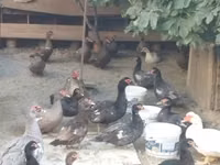 Domestic Muscovy — photo 5