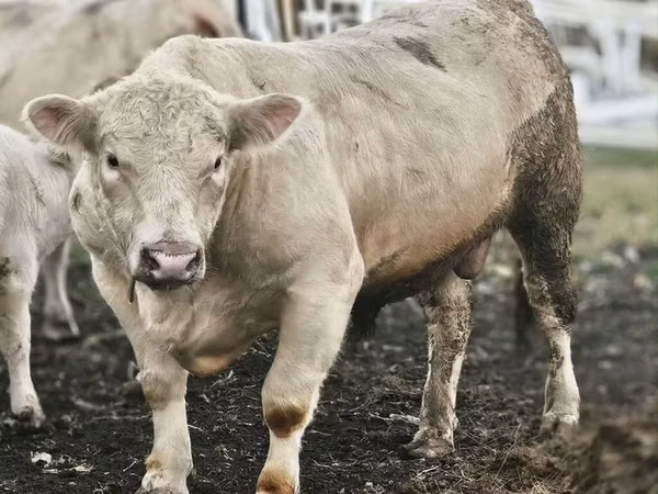 Ng'ombe dume, Charolais cattle