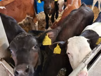 Toro, Simmental cattle — foto 5