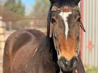 Farasi dume, Mustang — picha 3