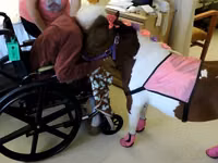 فرس, Miniature horse — الصورة 7