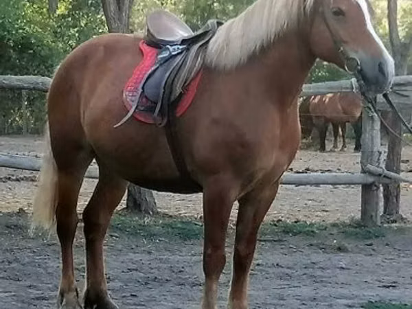 घोड़ी, Haflinger