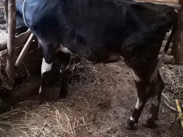 Ng'ombe jike, Banda la Holstein