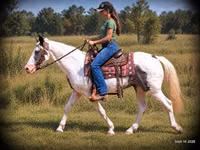 Farasi dume, National Show Horse — picha 2
