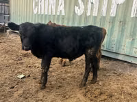 Bulle, Aberdeen-Angus — Foto 3
