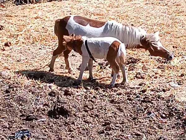 घोड़ी, Australian Pony